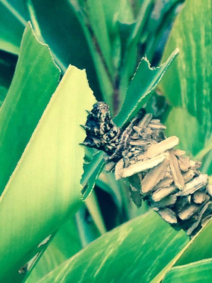 12042759_1027595460604480_5825614079843818055_n